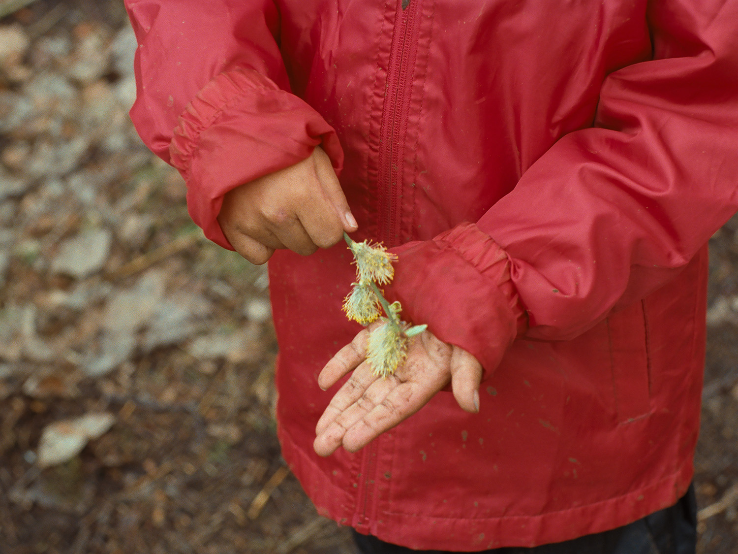 We know a better word than happy, video still, child holding willow catkins