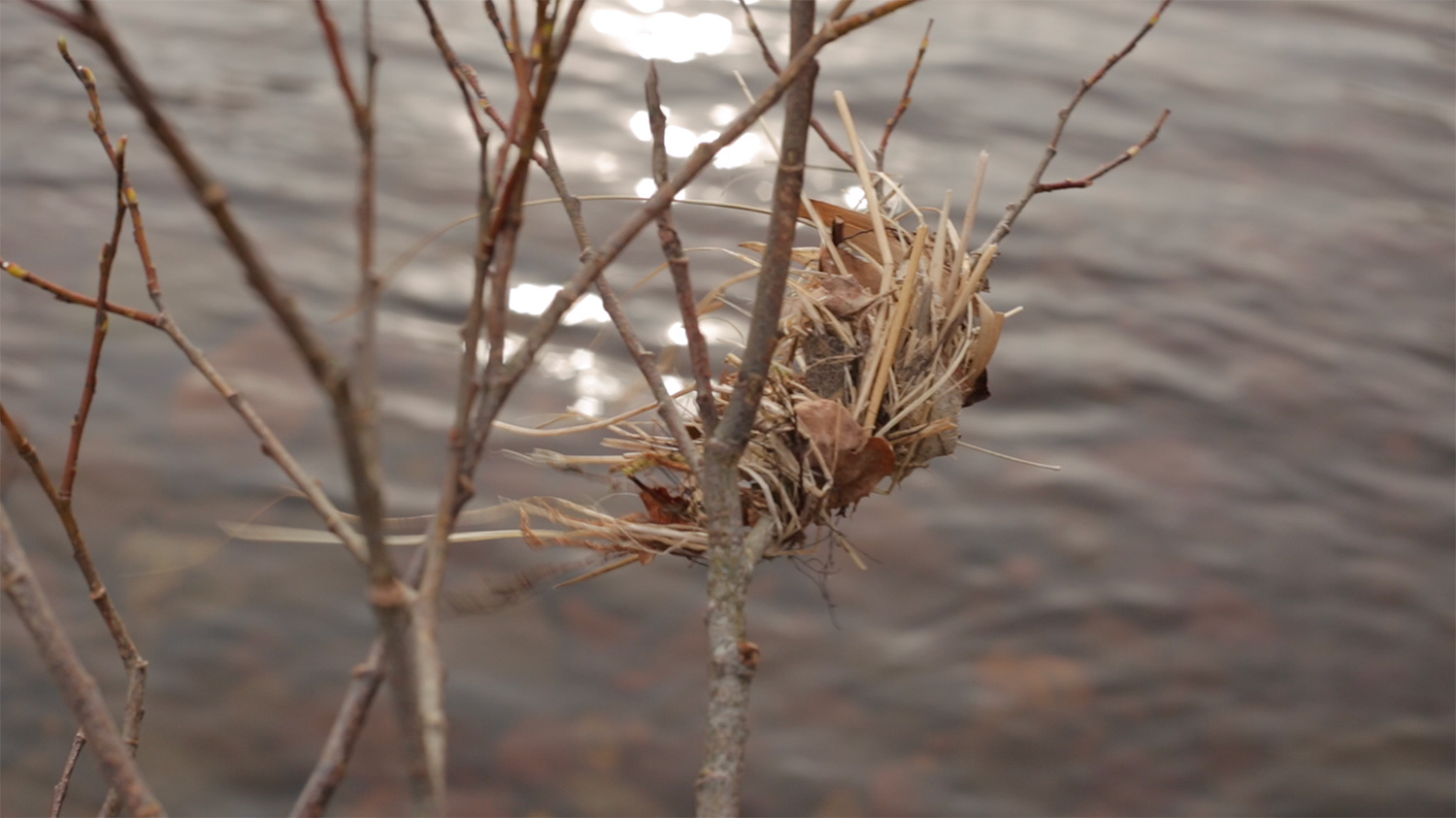 Against the Flow, video still, flooded trees