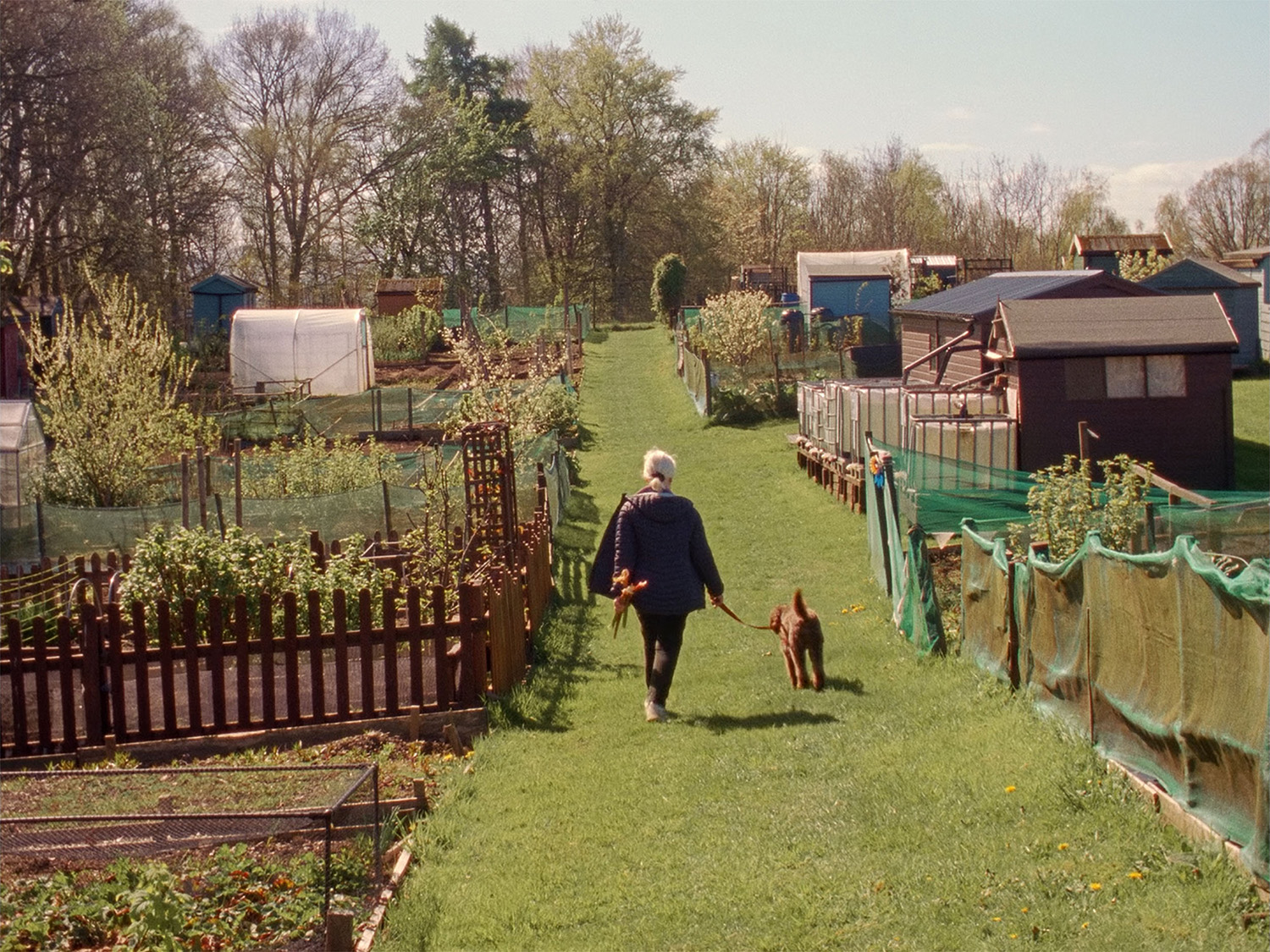 16mm film still from Strathearn by Helen McCrorie, a woman and dog walks away from the camera through an allotment on a sunny spring day 